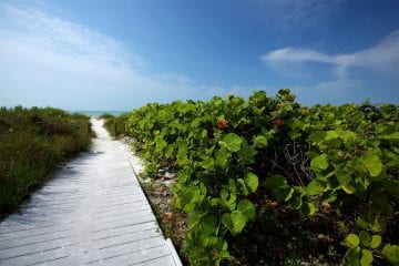 boardwalk to beach with foliage